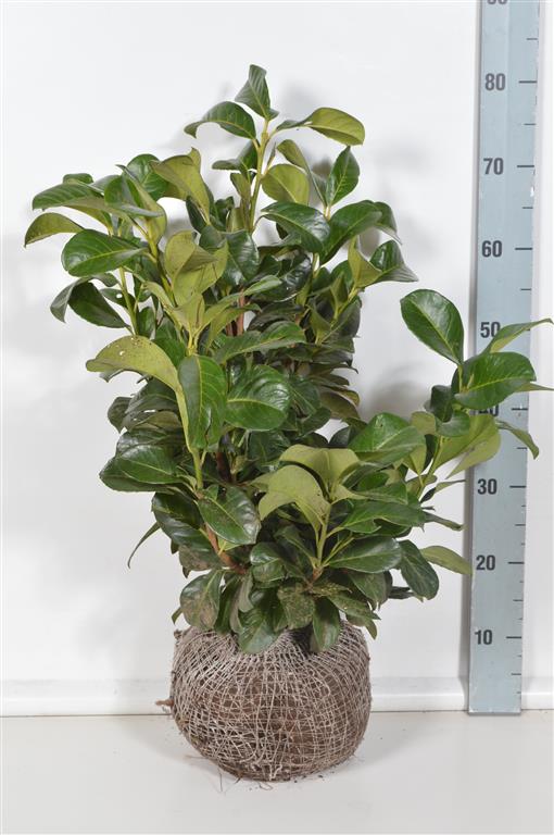 Prunus laurocerasus &