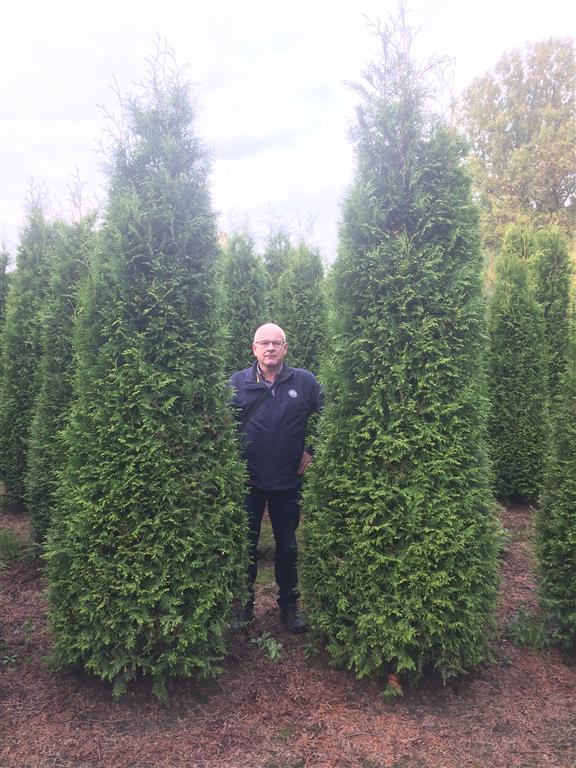 Thuja occidentalis &