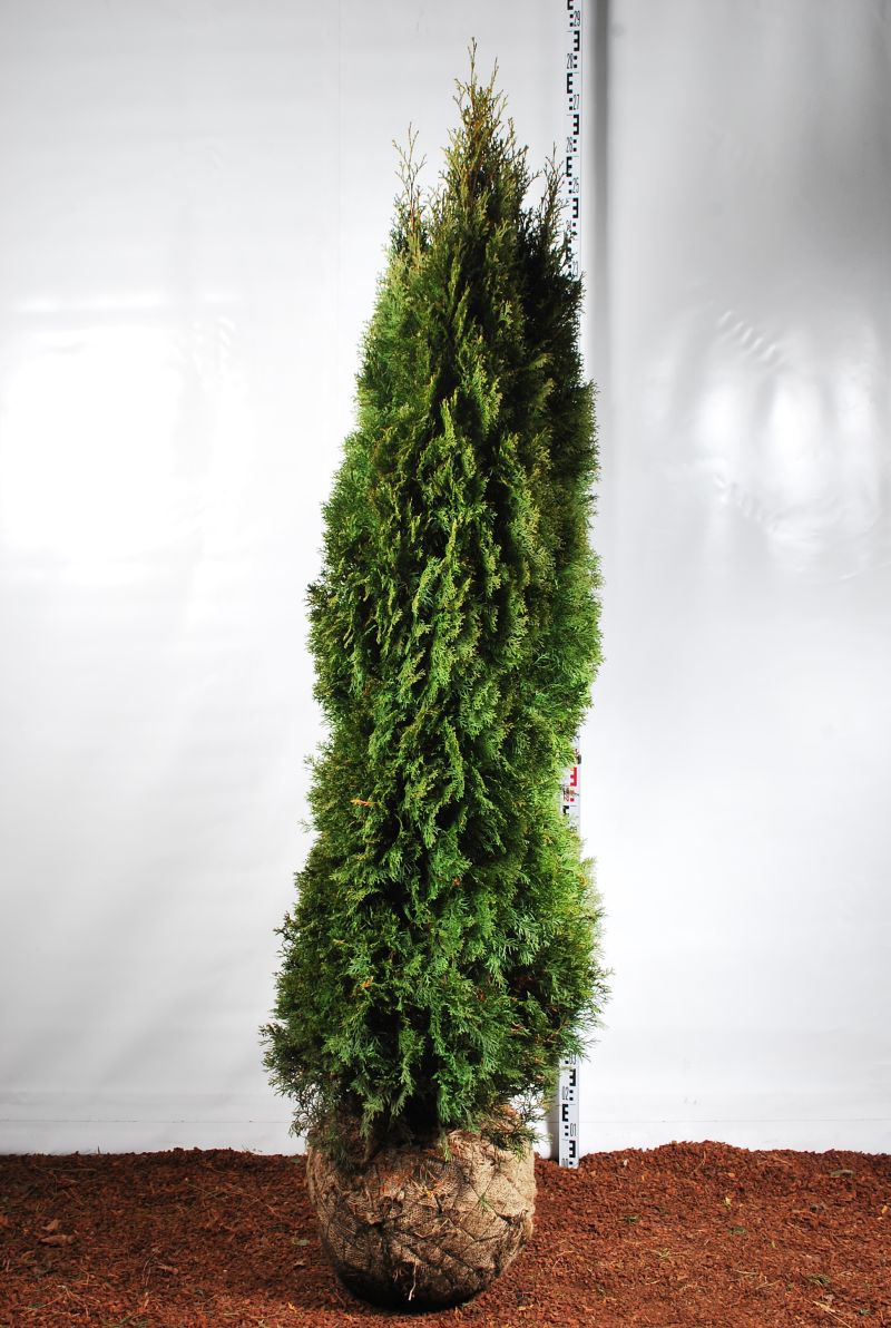 Thuja occidentalis &