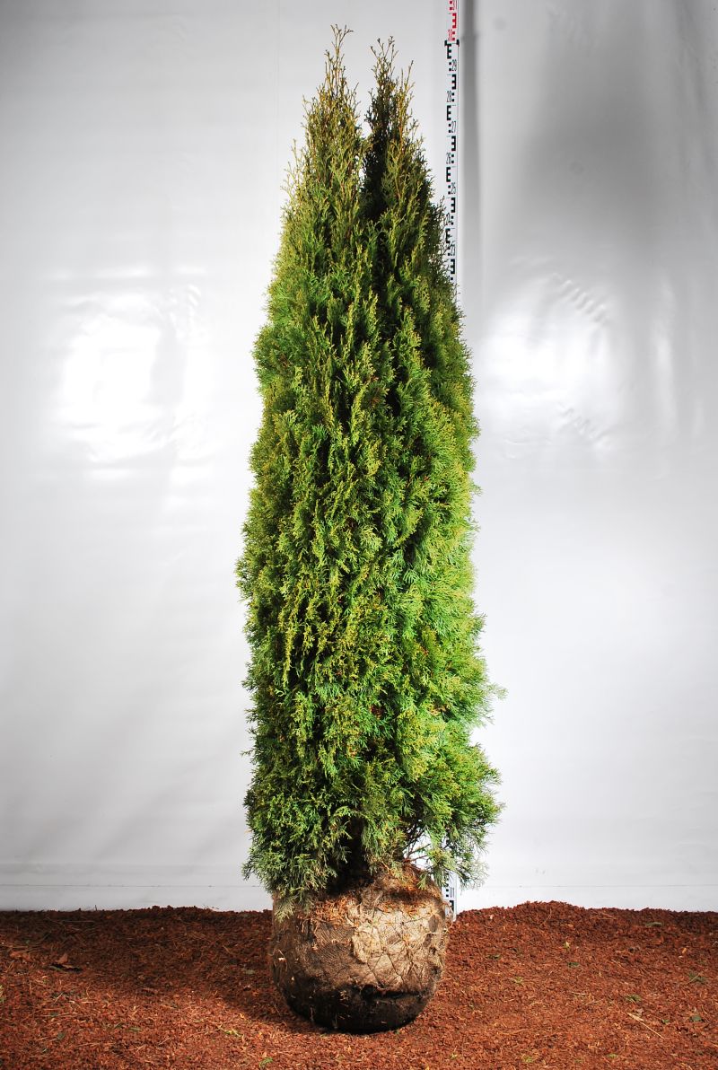 Thuja occidentalis &