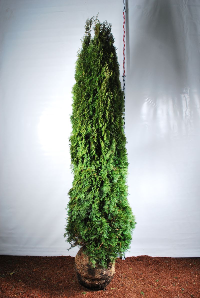 Thuja occidentalis &