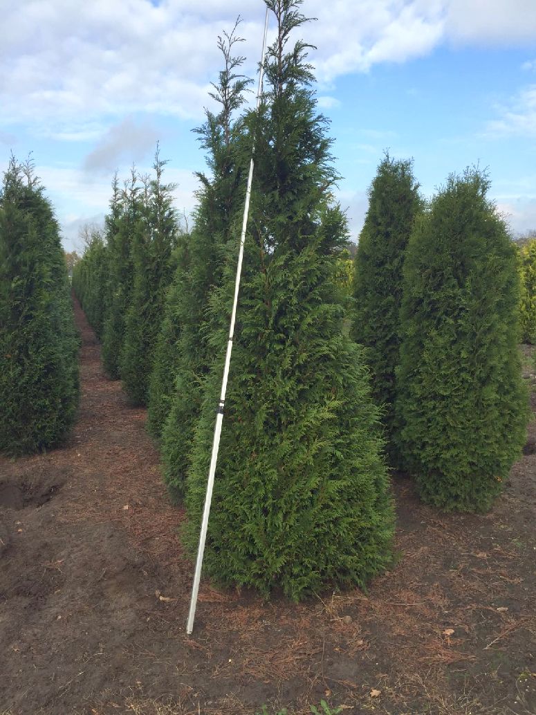 Thuja plicata &