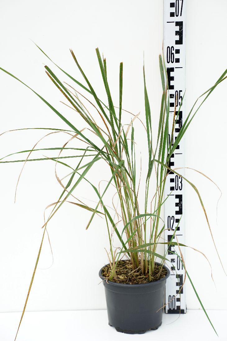 Calamagrostis acut. &