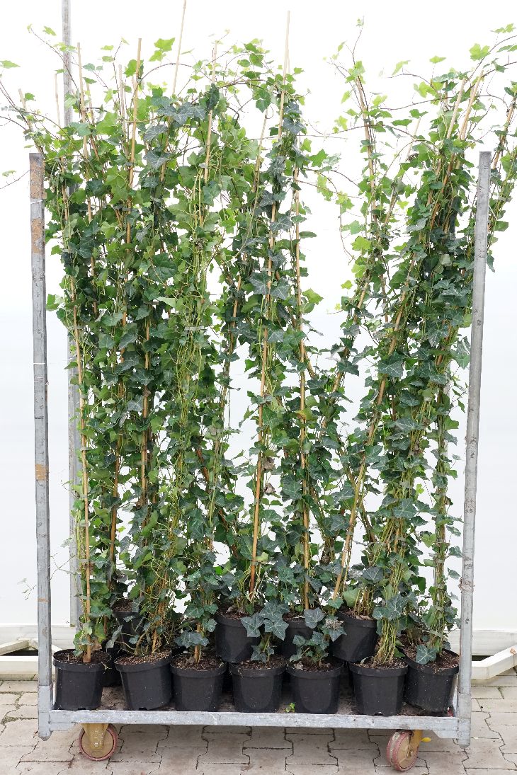 Hedera hibernica C3 (3 liters kruka) / 19 cm kruka 175-200 cm