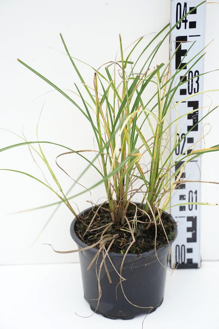 Miscanthus sinensis &