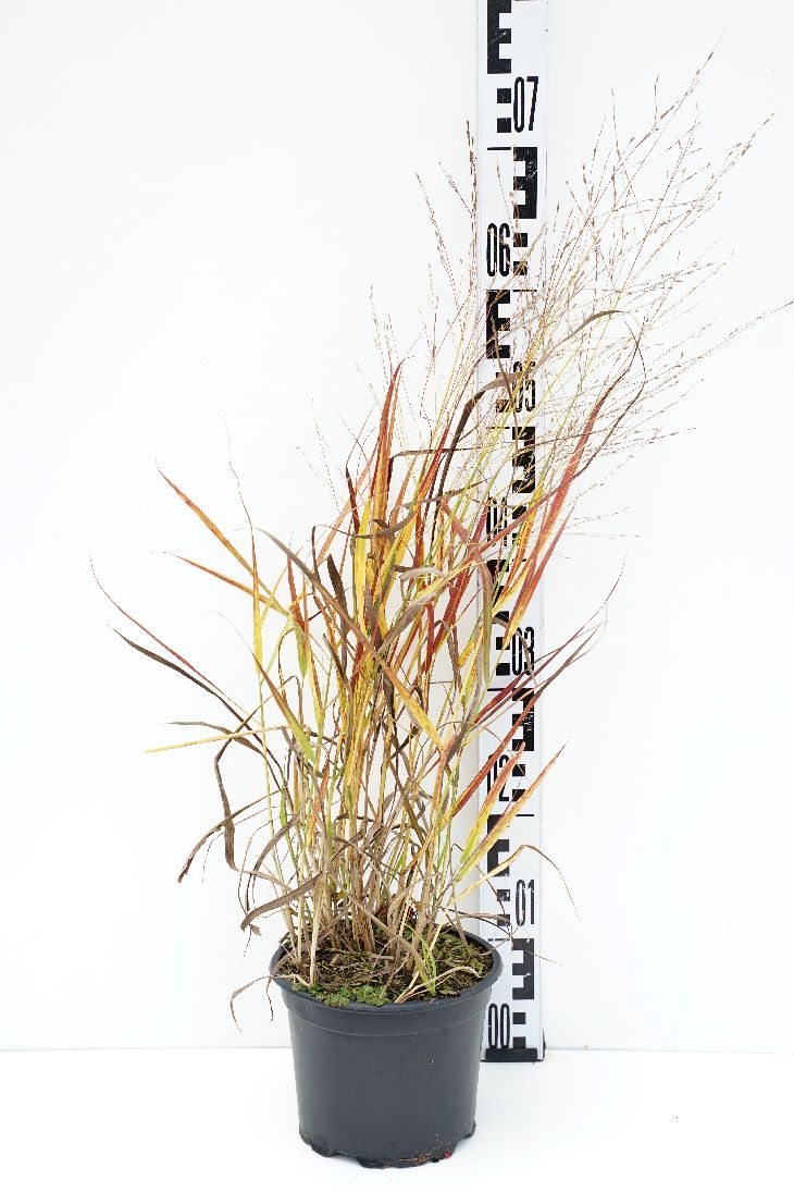 Panicum virgatum &