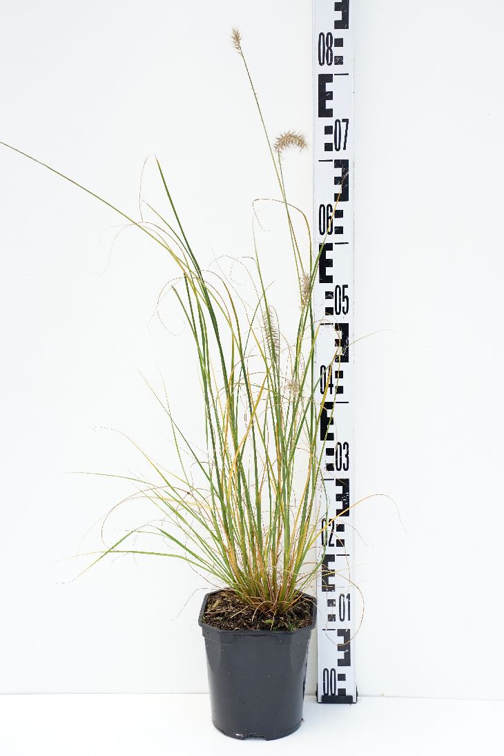 Pennisetum alopecuroides &