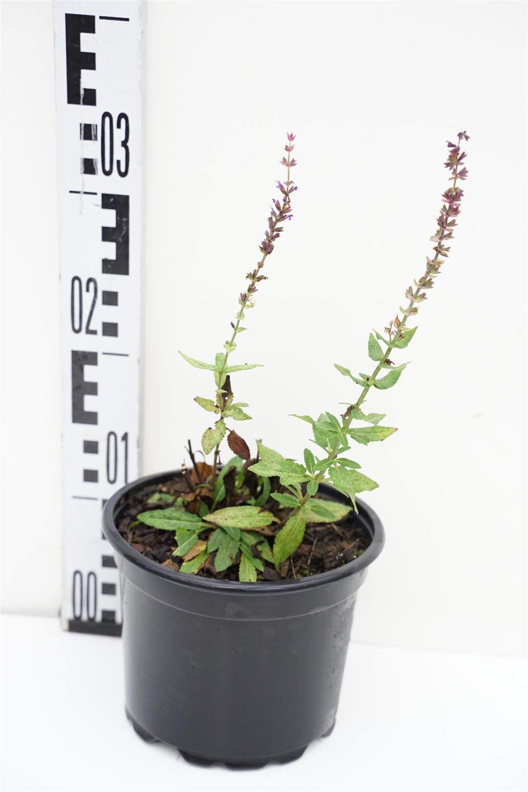 Stäppsalvia Salvia nem. &
