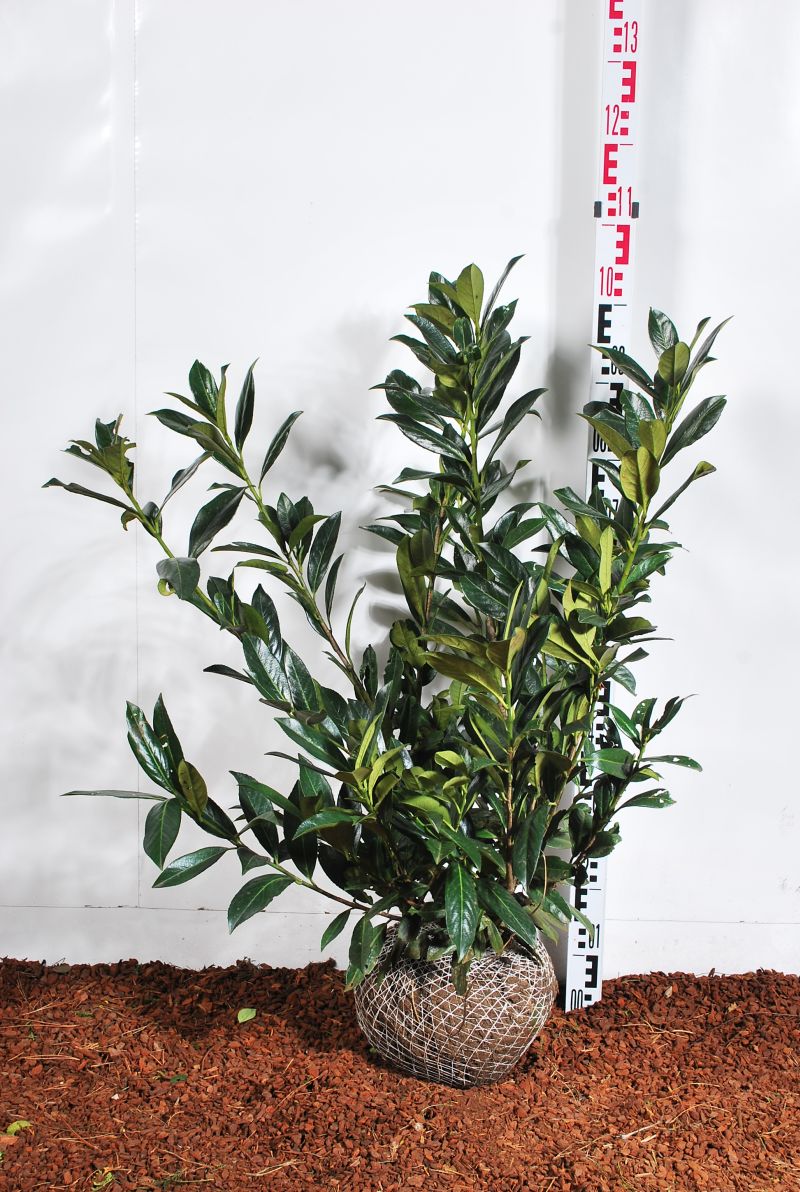 Prunus laurocerasus &