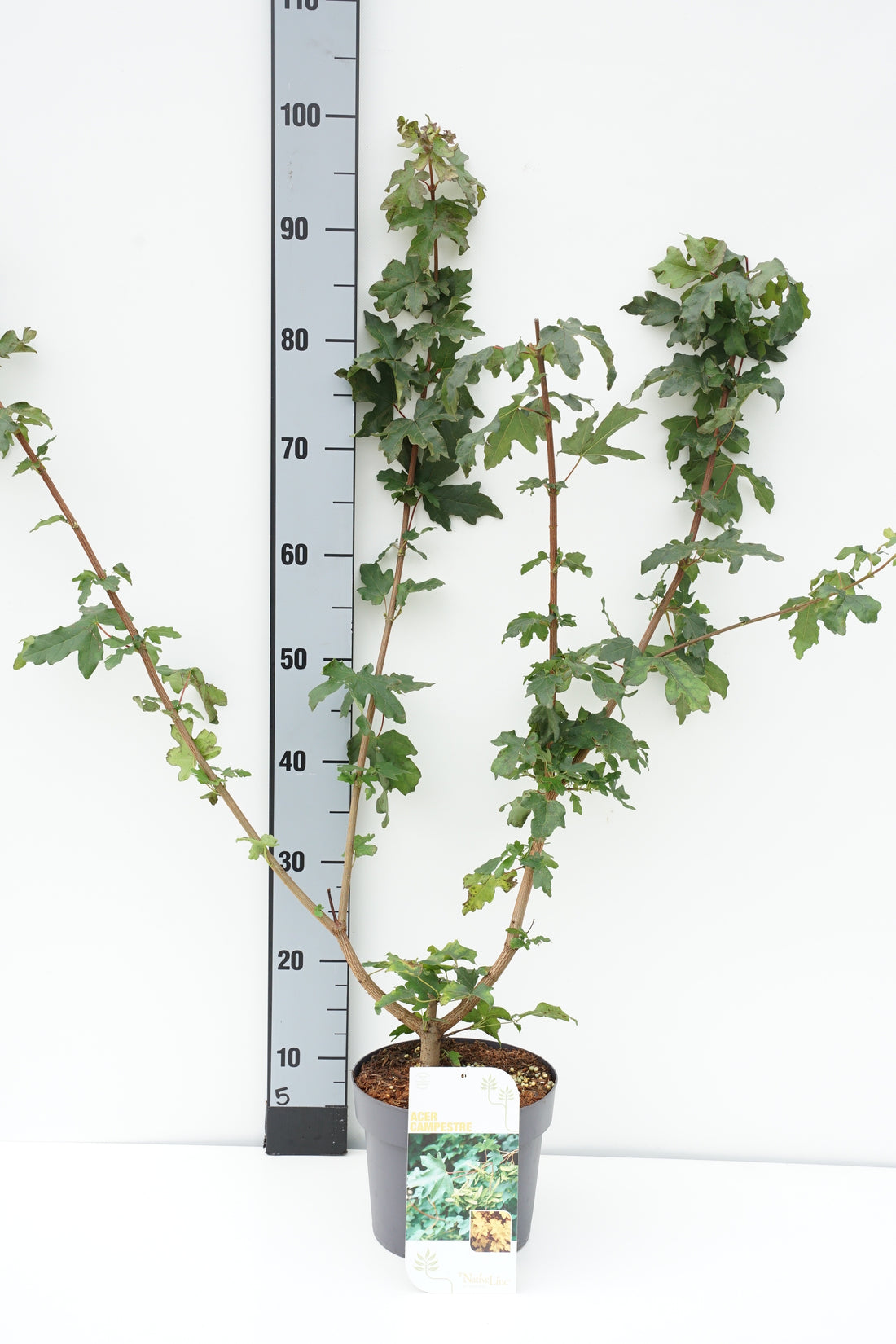 Acer campestre C3 (3 liters kruka) / 19 cm kruka 40-60 cm