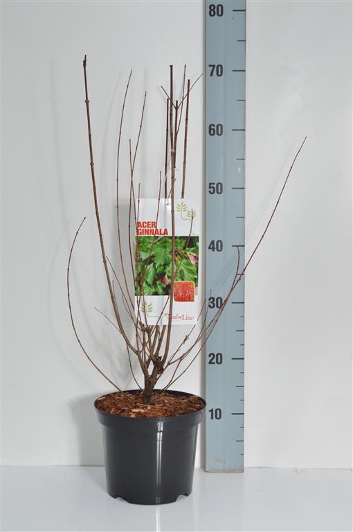 Acer ginnala C3 (3 liters kruka / 19 cm kruka) 40-60 cm