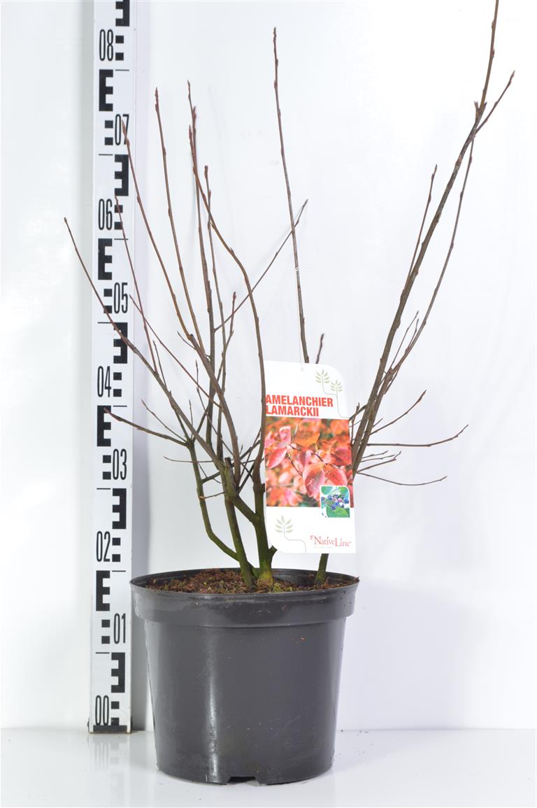 Amelanchier lamarckii C7,5 (7,5 liters kruka) 80-100 cm