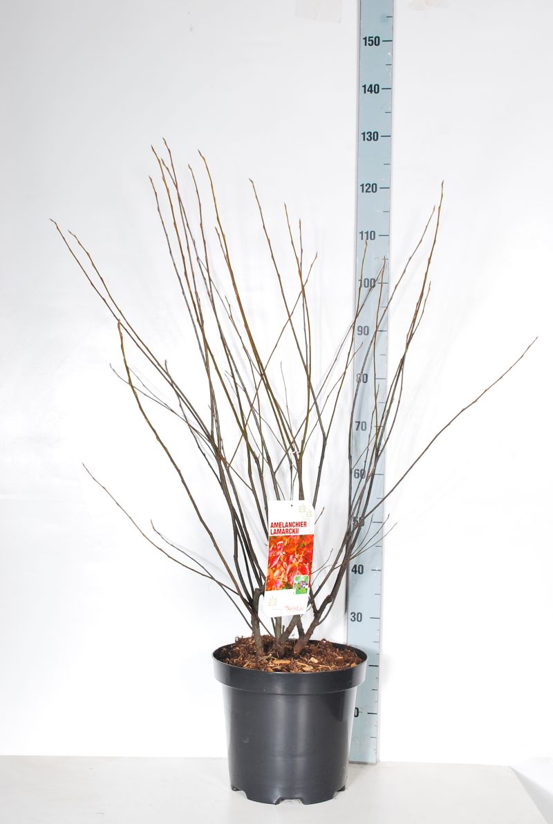 Amelanchier lamarckii C12 (12 liters kruka) 100-125 cm