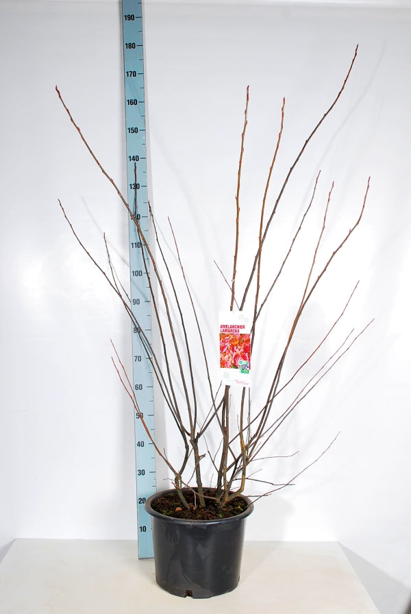 Amelanchier lamarckii C20 (20 liters kruka) 125-150 cm