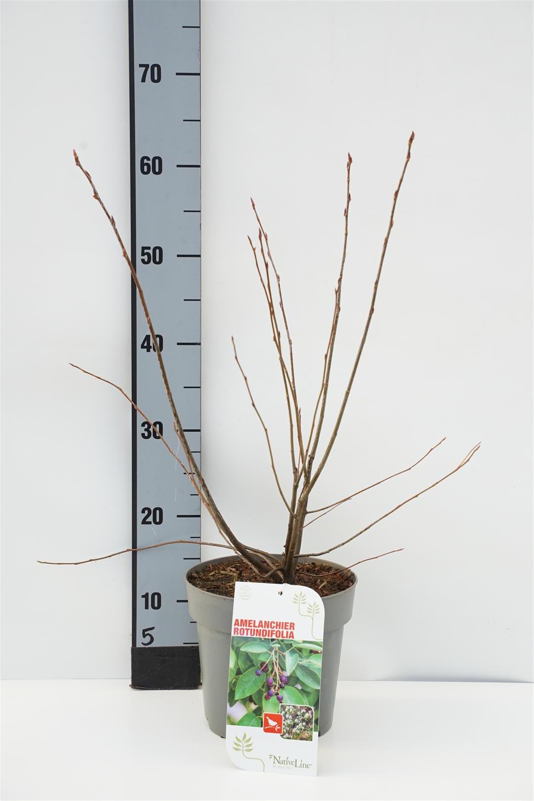 Amelanchier rotundifolia 40-60 cm, C3 (3 liters kruka) / 19 cm kruka