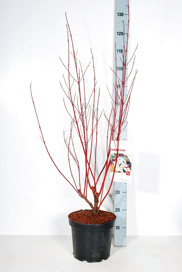 Cornus alba &