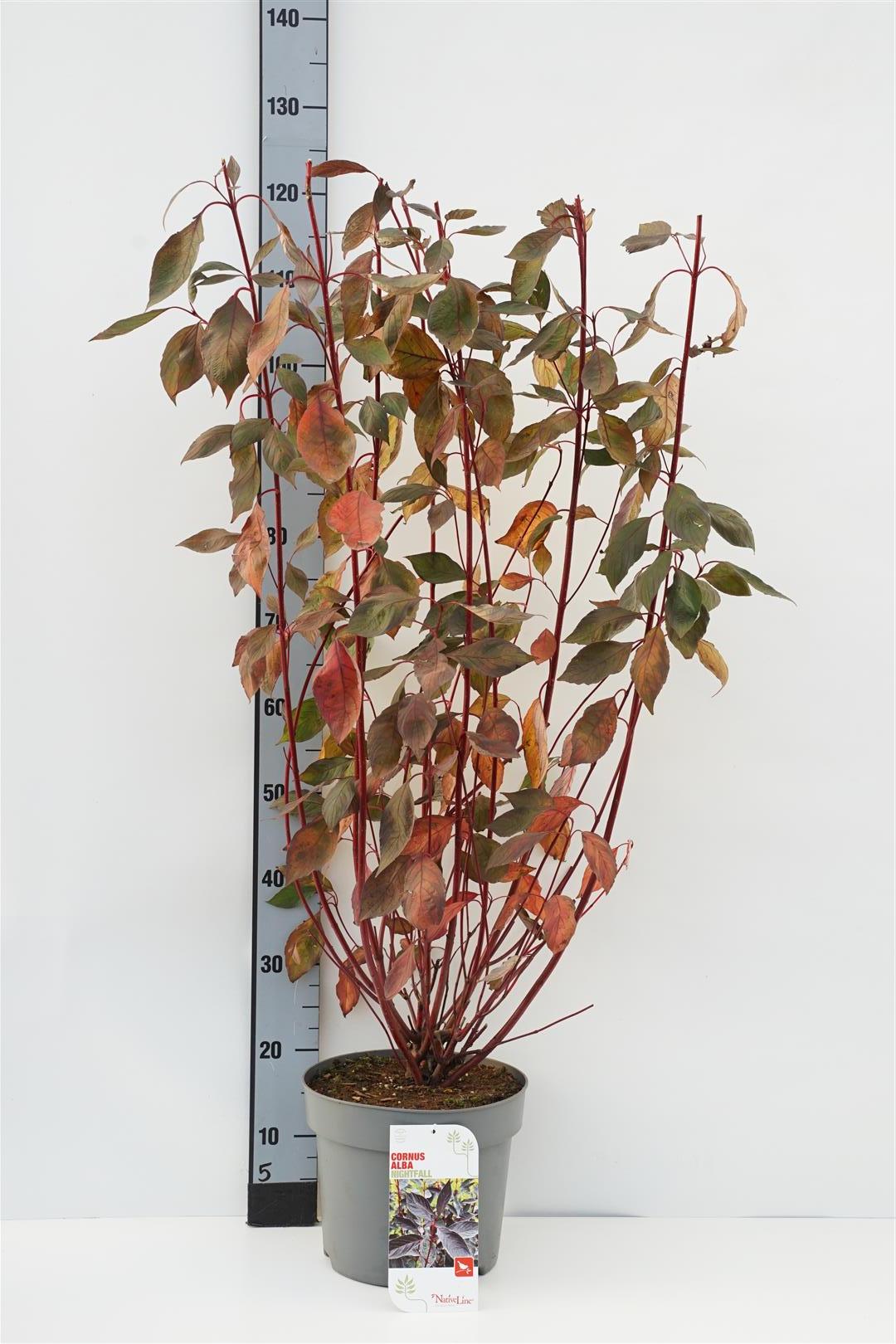 Cornus alba &