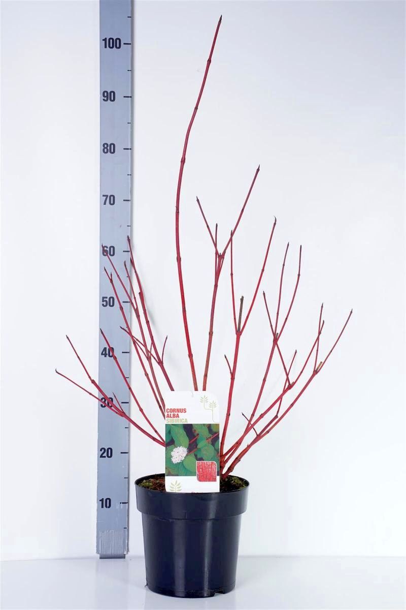Cornus alba &