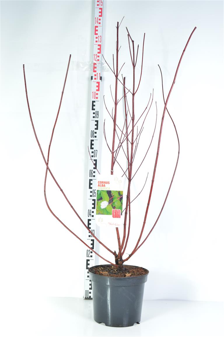 Cornus alba &