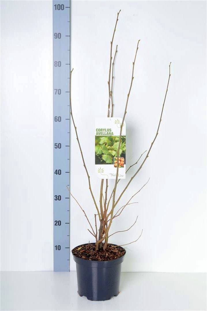 Corylus avellana C12 (12 liters kruka) 150-175 cm