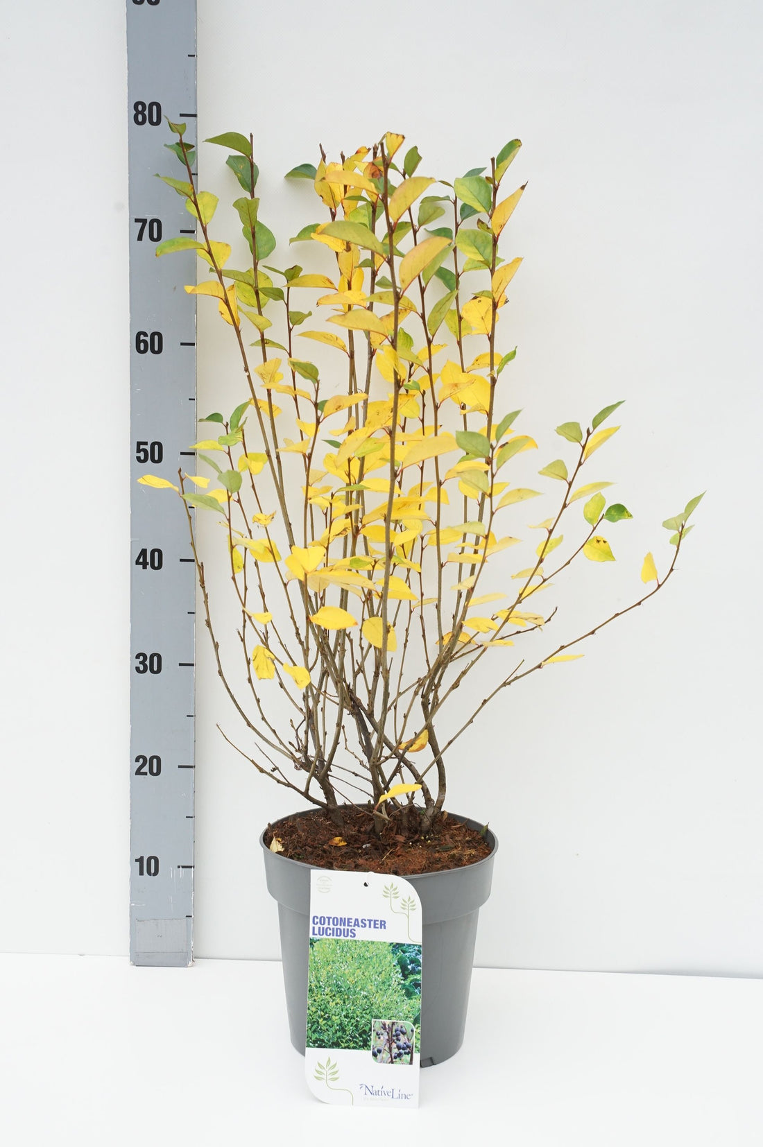 Häckoxbär (Cotoneaster lucidus) C5/P23 50-60 cm
