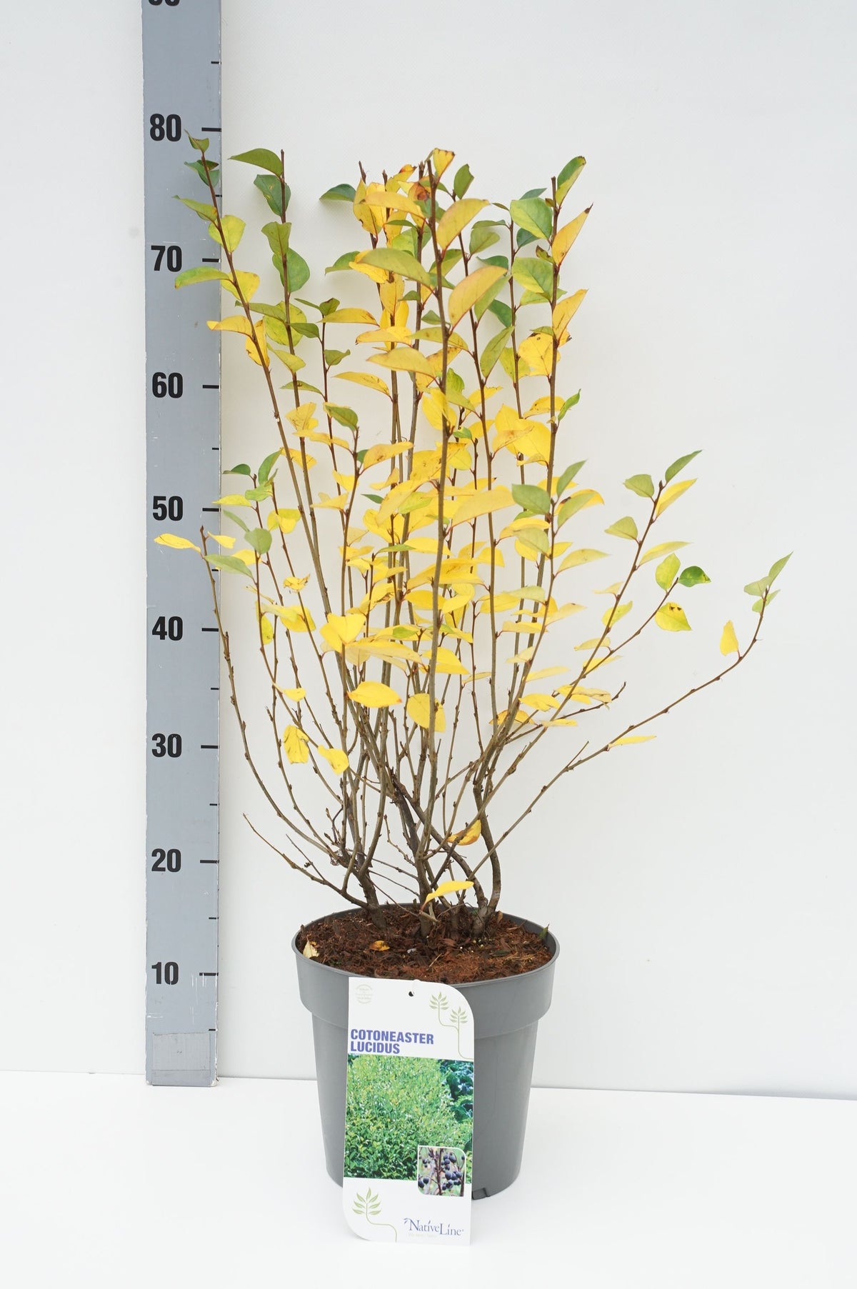 Häckoxbär (Cotoneaster lucidus) C5/P23 50-60 cm