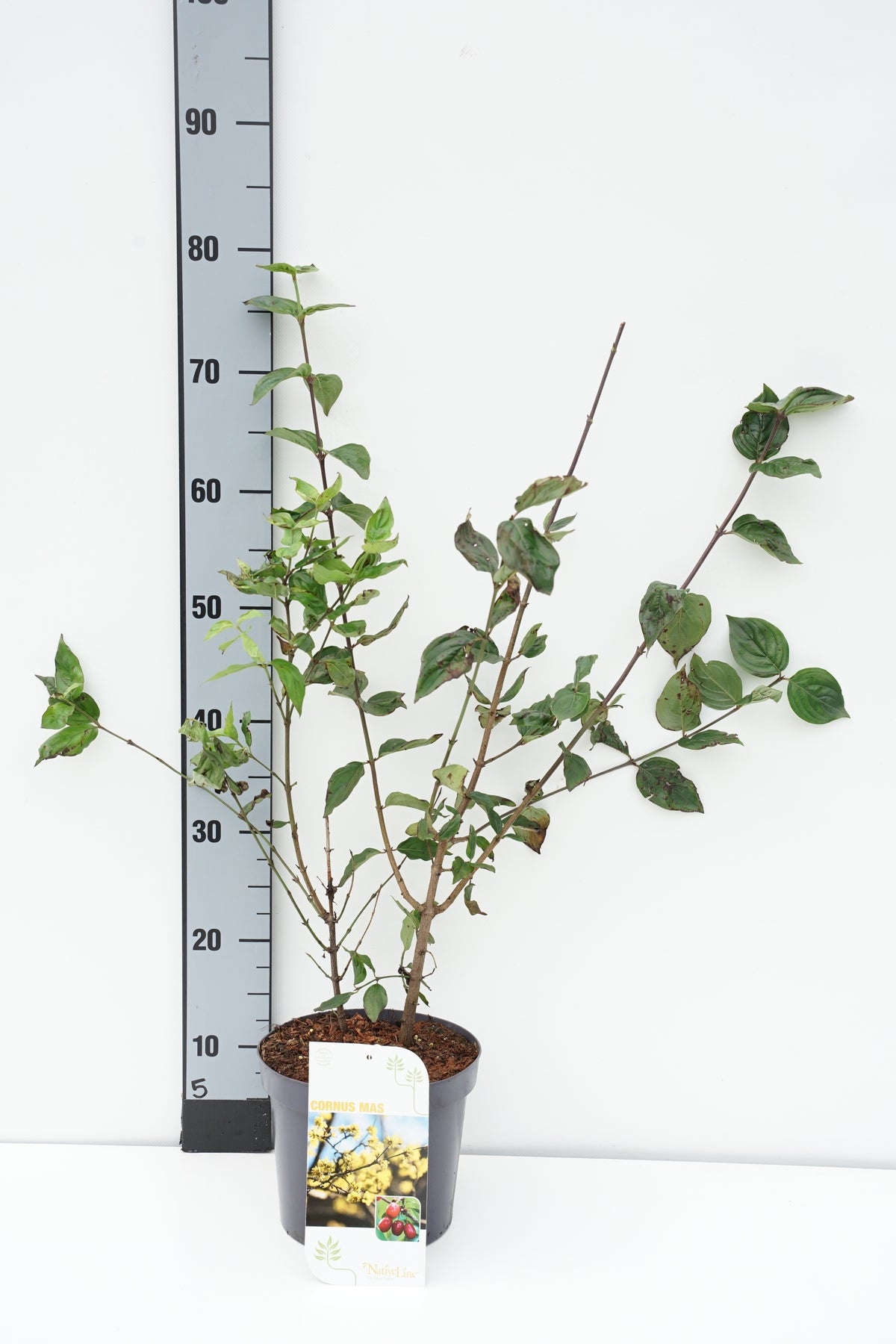 Cornus mas C3 (3 liters kruka) / 19 cm kruka 40-60 cm