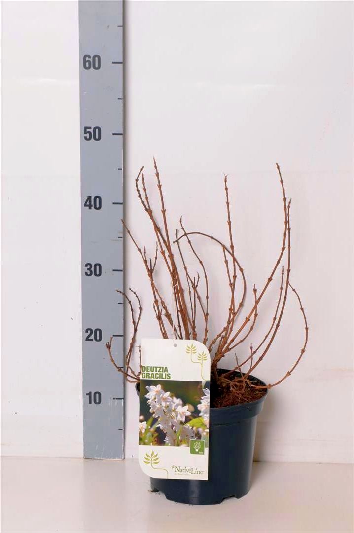 Deutzia gracilis C1,5 (1,5 liters kruka)