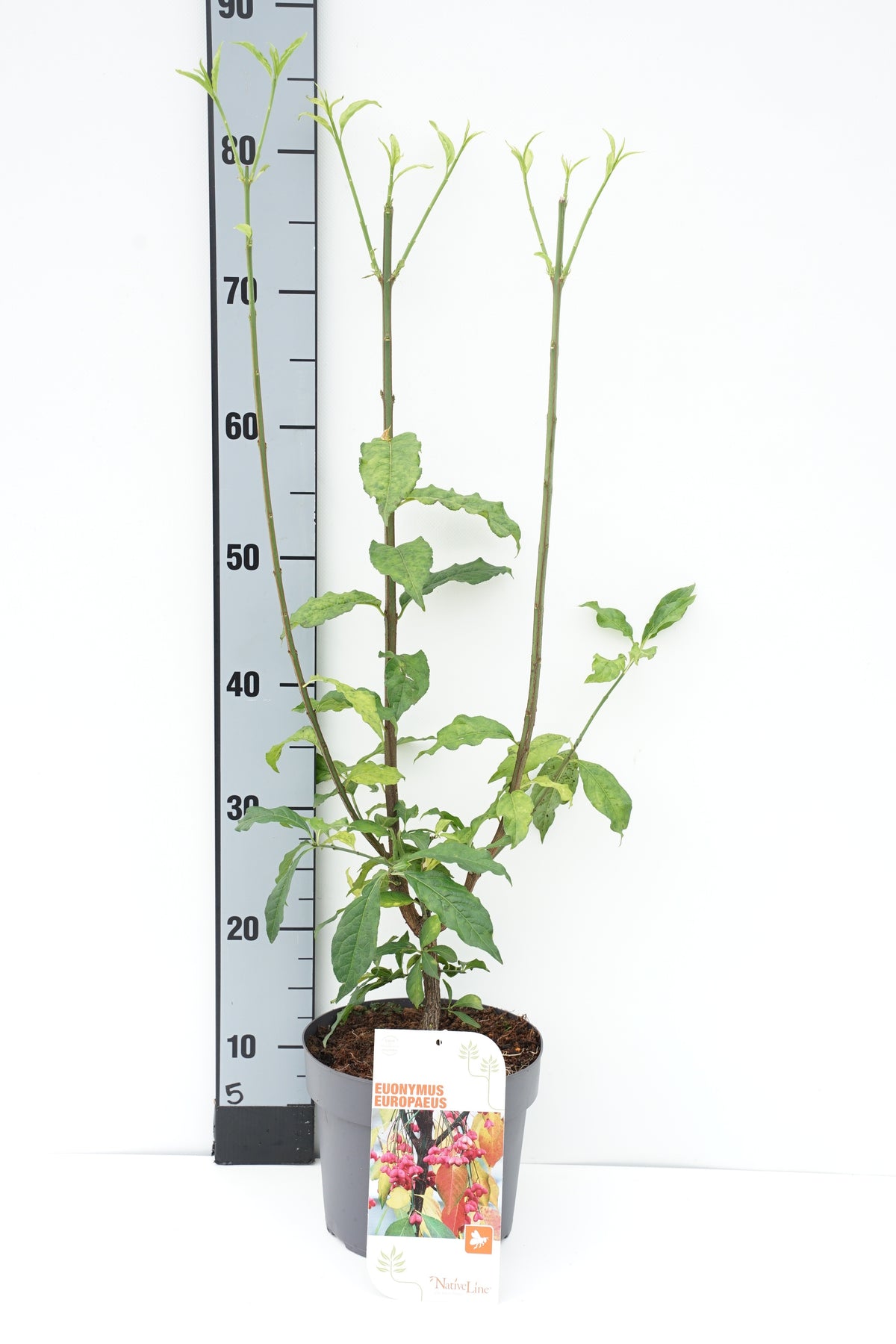 Euonymus europaeus 40-60 cm C3 (3 liters kruka)