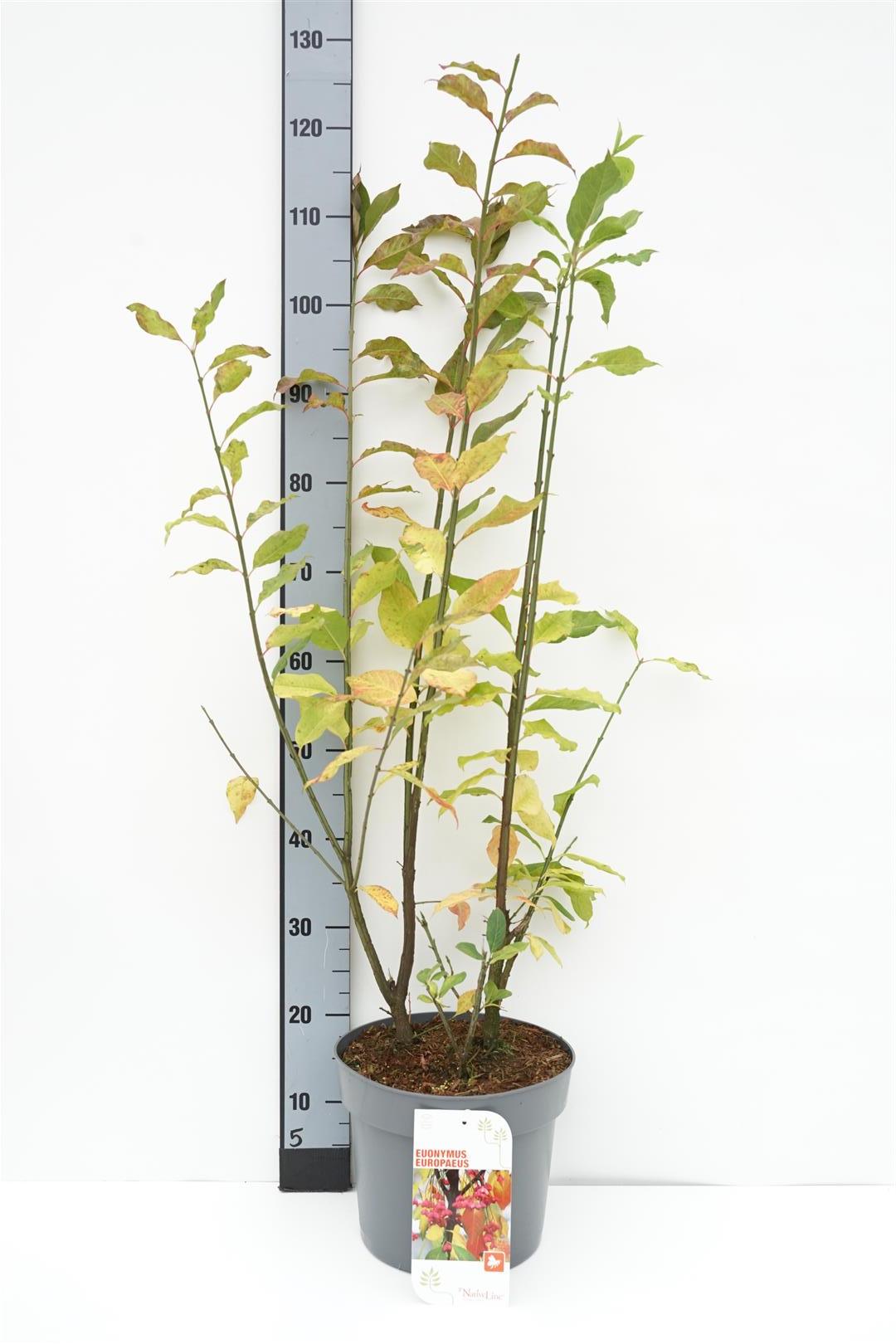 Euonymus europaeus C7,5 (7,5 liters kruka) 80-100 cm