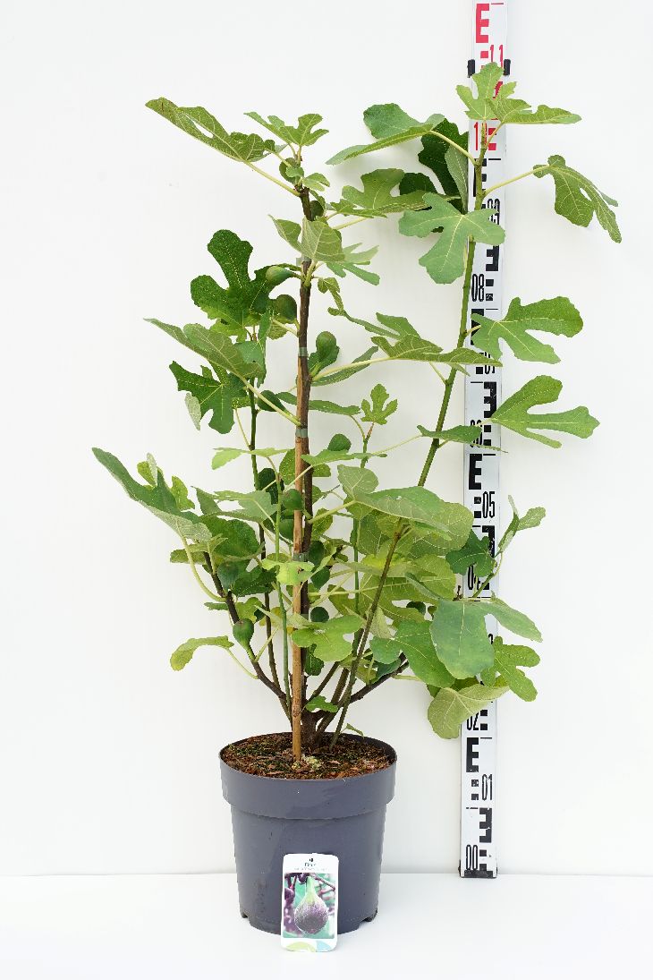 Ficus car. &
