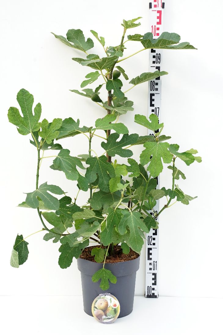 Ficus carica &