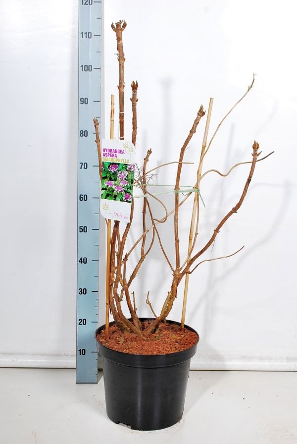 Hydrangea aspera &