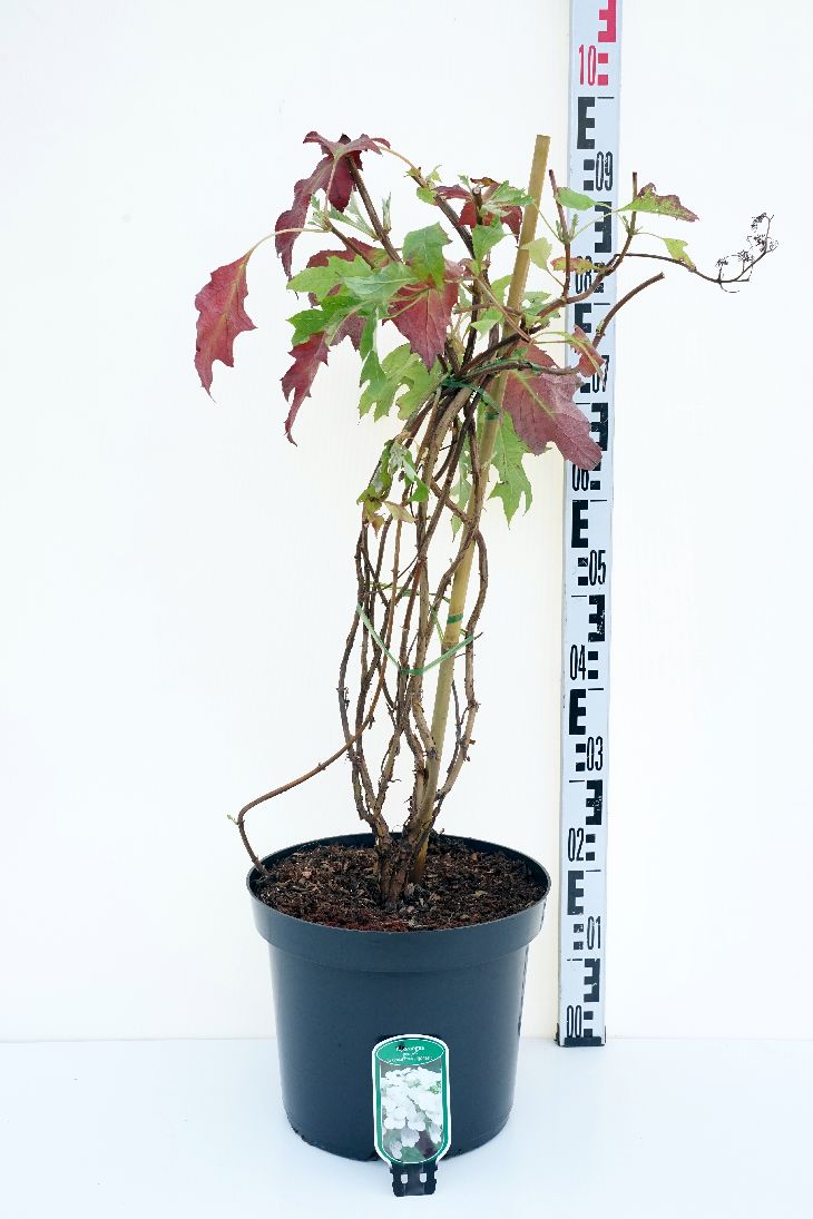 Hydrangea quercifolia &