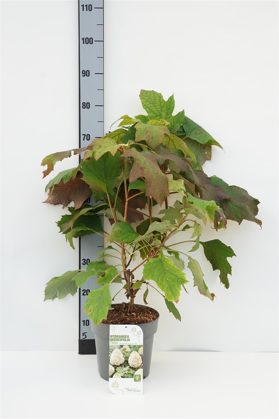 Hydrangea quercifolia &