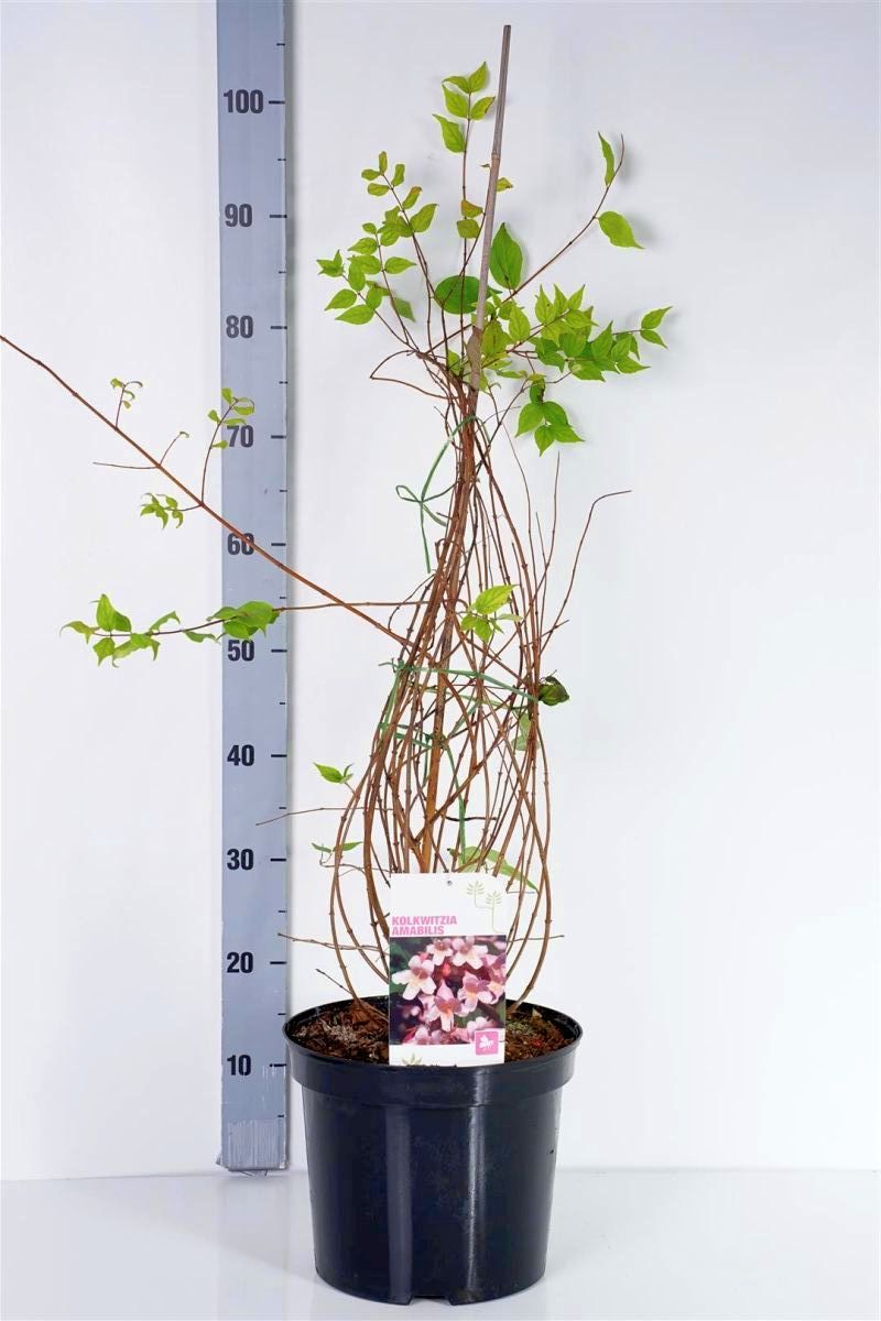 Kolkwitzia amabilis 80-100 cm, C7,5 (7,5 liters kruka)