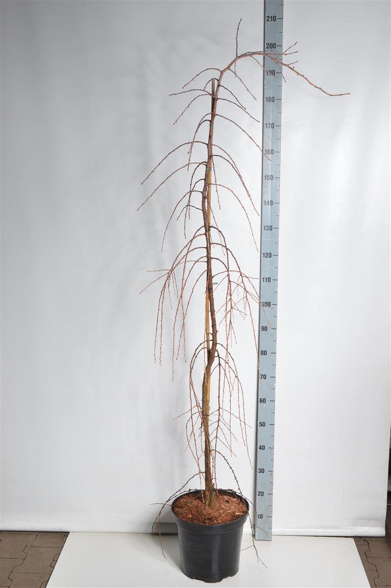 Larix kaempf. &