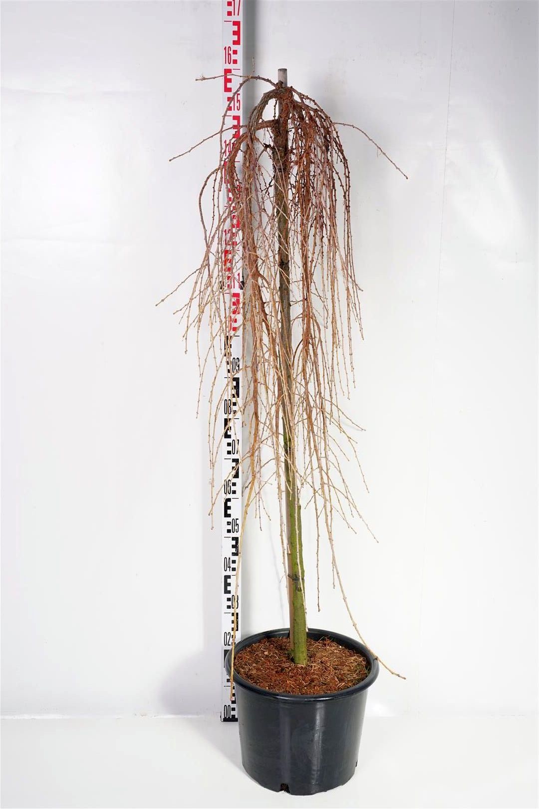 Larix kaempf. &