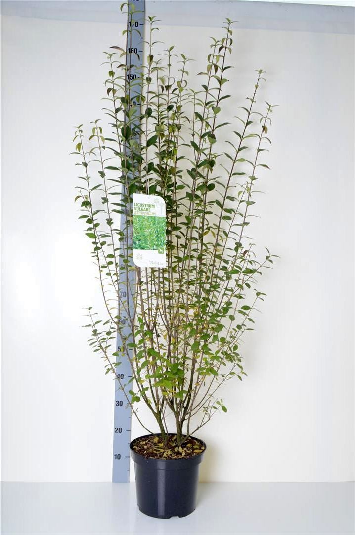 Ligustrum vulg. &