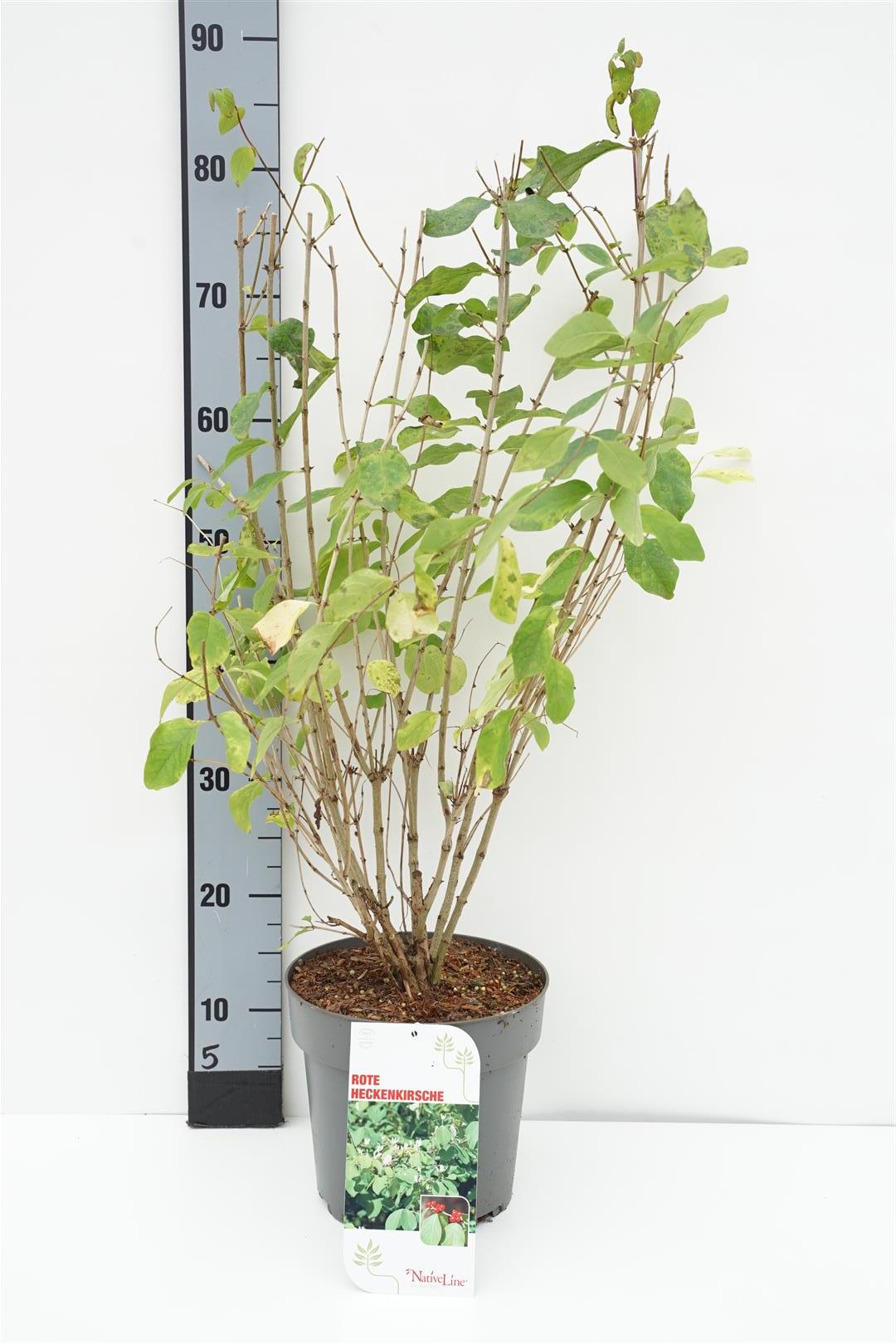 Lonicera xylosteum C5 (5 liters kruka) 50-60 cm