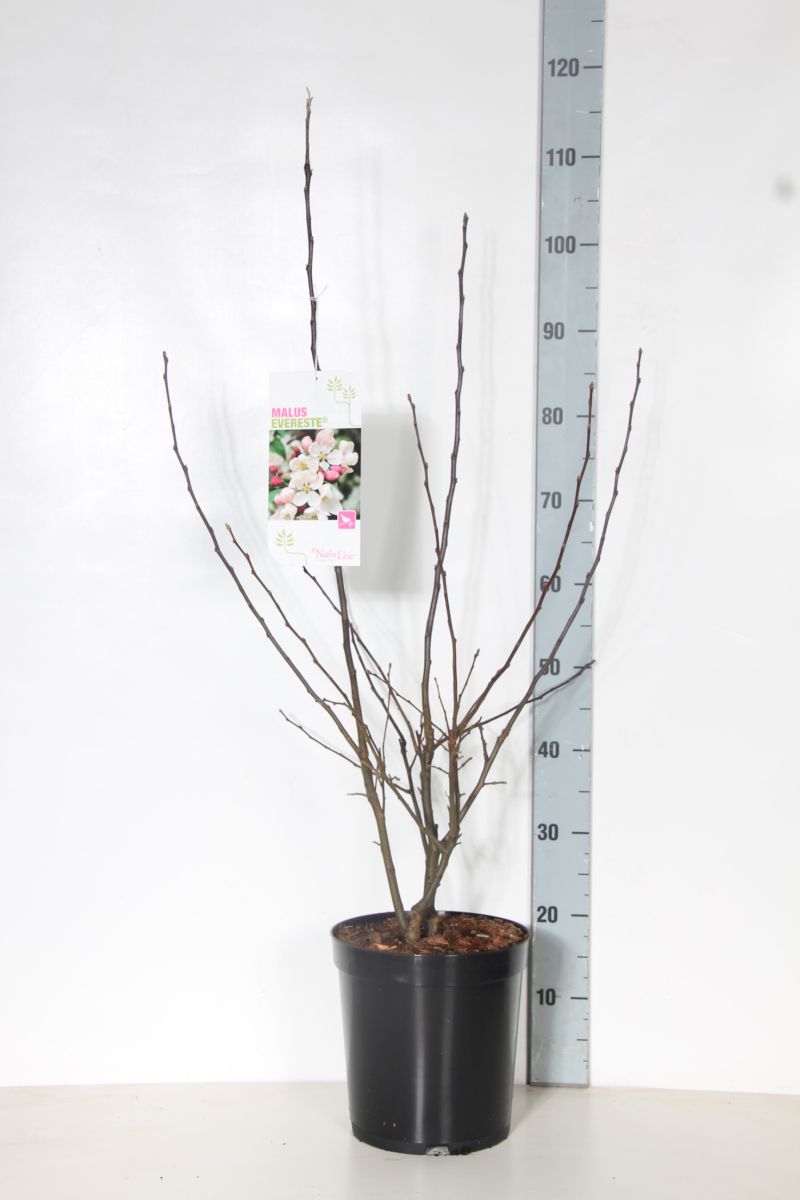 Malus &
