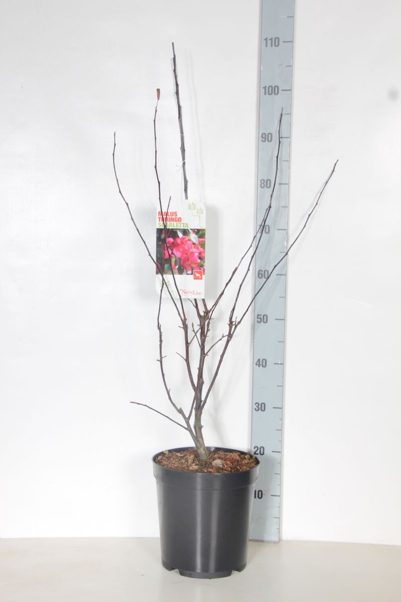 Malus toringo &