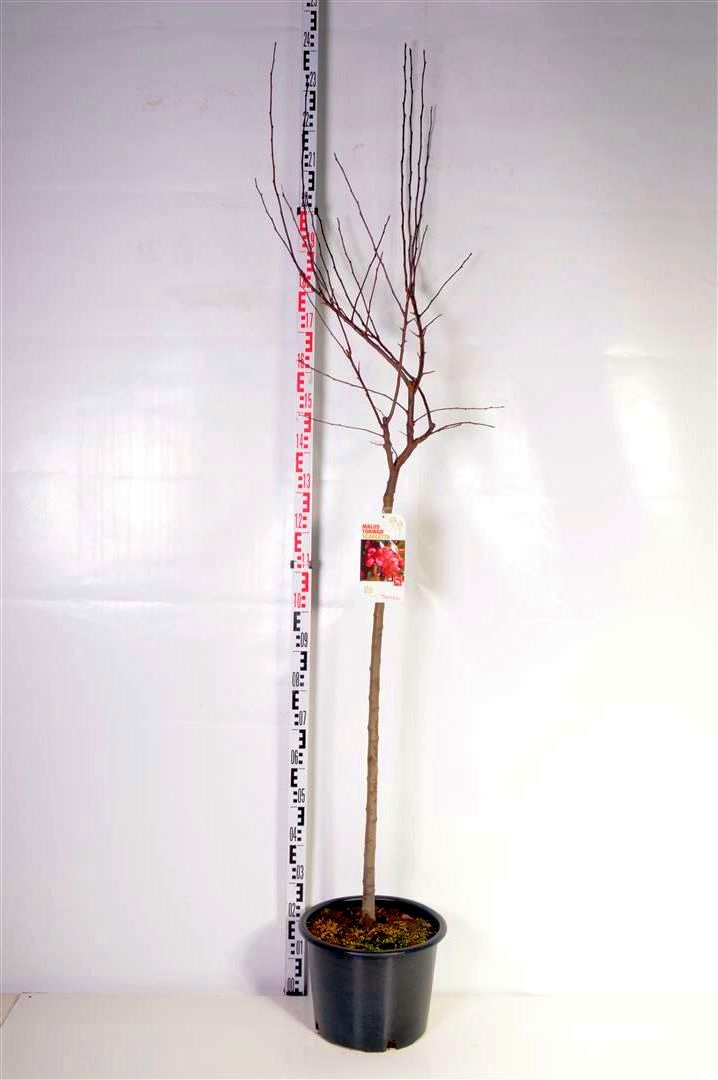 Malus toringo &