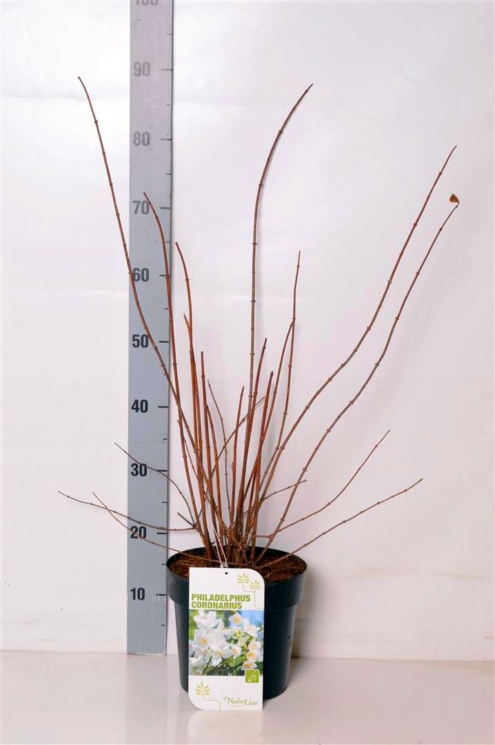 Philadelphus coronarius C5 (5 liters kruka) 50-60 cm