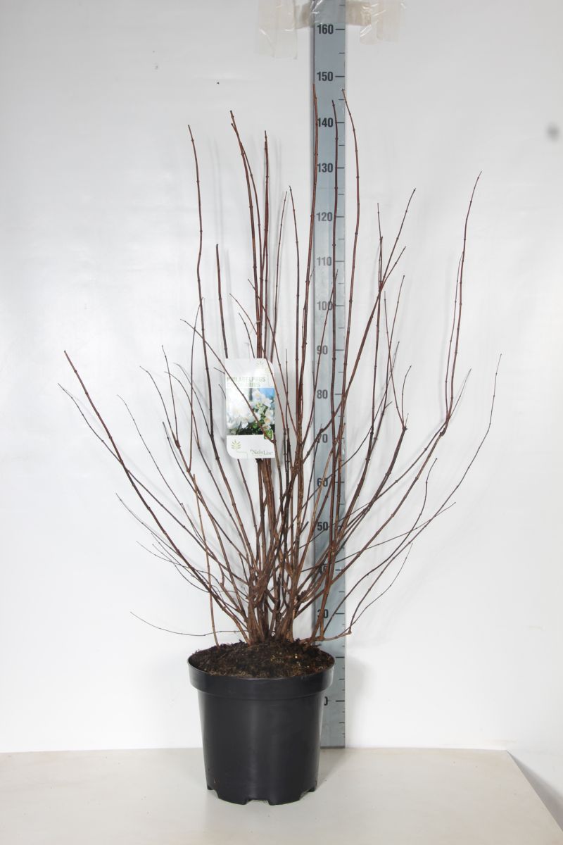 Philadelphus coronarius C12 (12 liters kruka) 100-125 cm