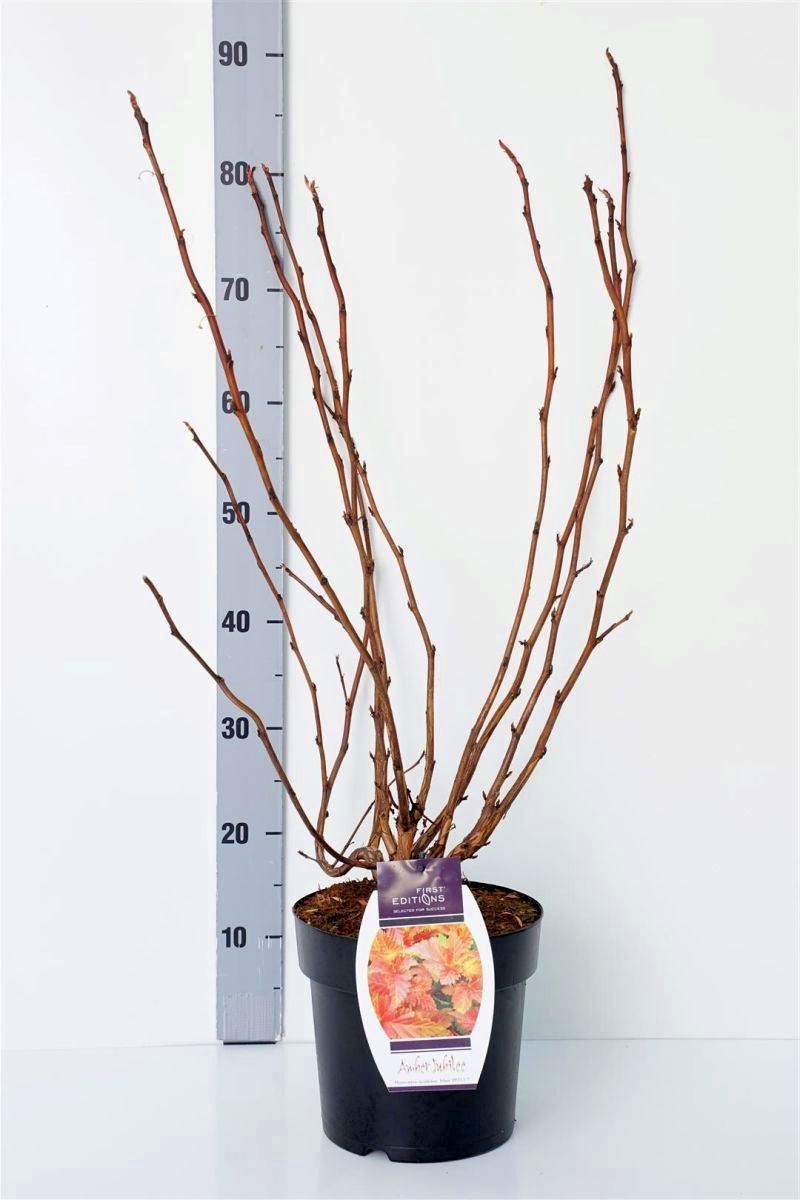 Physocarpus opulifolius &