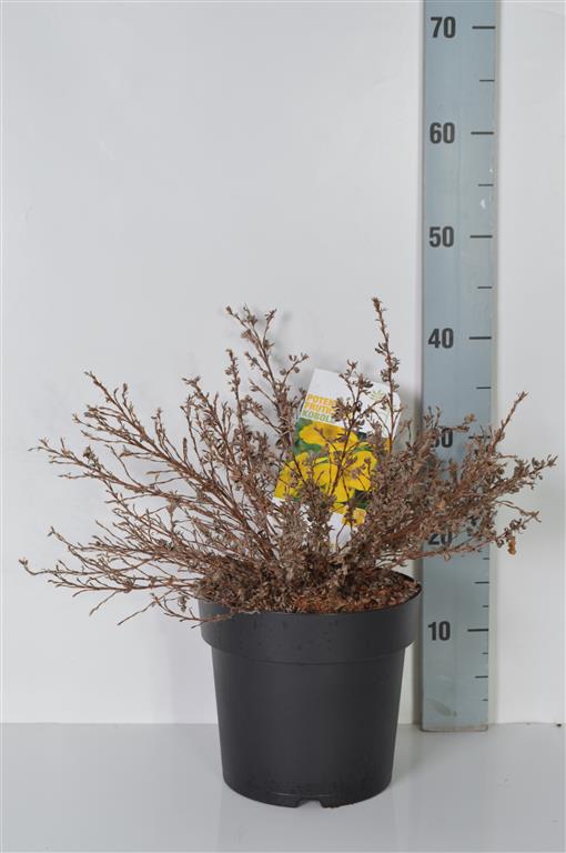 Potentilla fruticosa &