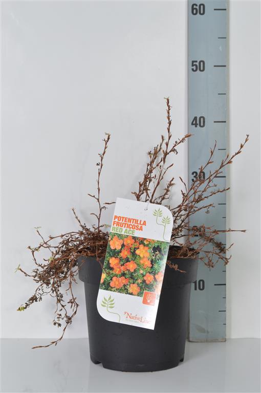 Potentilla fruticosa &