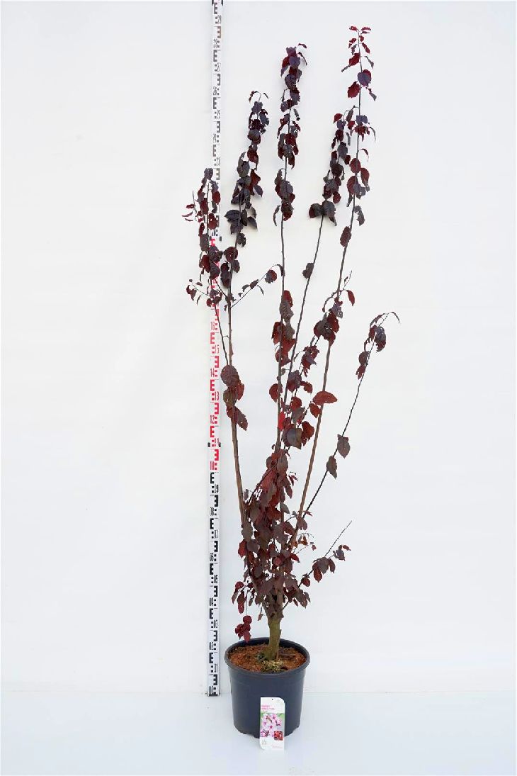 Prunus cer. &