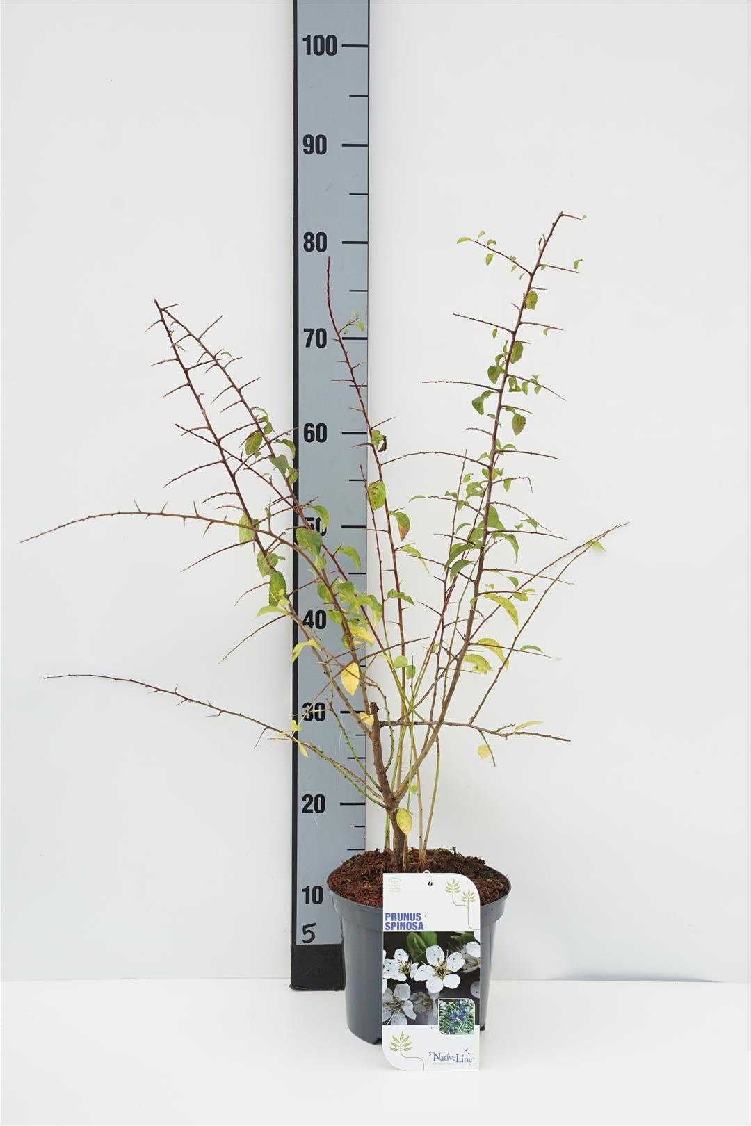 Prunus spinosa C12 (12 liters kruka) 100-125 cm